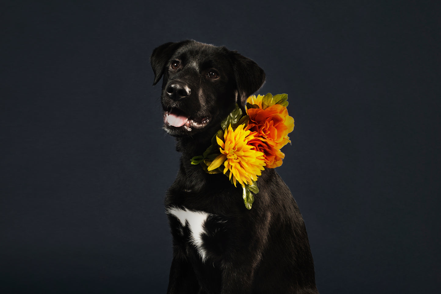 Pet Flowers